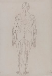 Menselijke figuur, achteraanzicht (omtrektekening voor sleutel figuur bij Tabel XII) door George Stubbs