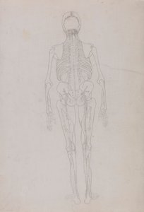 Menselijke Figuur, Achteraanzicht (Omtrektekening voor een sleutel figuur die de laatste fase van dissectie toont)