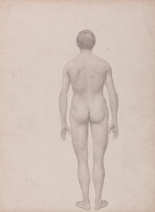 Menselijke figuur, achteraanzicht, ongedissecteerd (afgewerkte studie voor Tabel VII) door George Stubbs