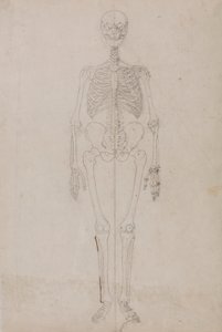 Menselijk Skelet, Vooraanzicht (Laatste Studie) door George Stubbs