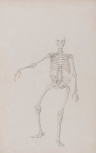 Menselijk Skelet, Voorzijde (Rechterarm Uitgestrekt; afgewerkte studie voor onuitgegeven tabel) door George Stubbs