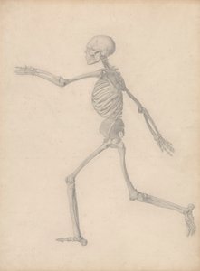 Menselijk Skelet, Zijaanzicht (Dicht bij de Definitieve Studie voor Tabel III Maar Verschilt in Detail) door George Stubbs