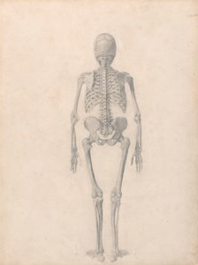 Menselijk skelet, achteraanzicht (afgewerkte studie voor Tafel II)