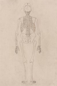 Menselijk Skelet, Achteraanzicht (Betreft Tabel II)
