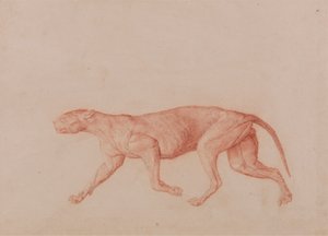 Luipaardlichaam, lateraal aanzicht (Eerste van vijf studies van een andere grote kat)