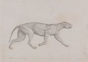 Luipaardlichaam, zijaanzicht door George Stubbs