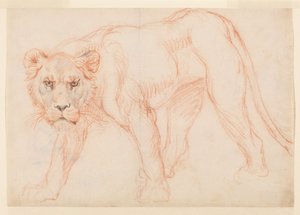 Leeuwin die sluipt, recto, 18e of 19e eeuw door George Stubbs