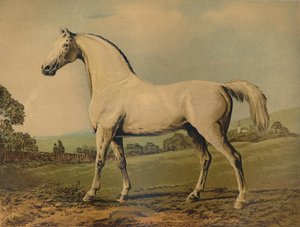 Mambrino. Gefokt door Lord Grosvenor, ca. 1770s, ca. 1879