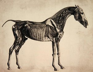 Plaat uit "De Anatomie van het Paard", c.1766