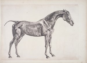 Plaat uit De Anatomie van het Paard, c.1766 door George Stubbs