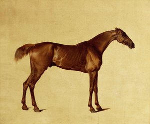 Rufus door George Stubbs