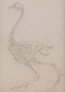 Studie van een vogel, lateraal aanzicht, uit Een vergelijkende anatomische expositie van de structuur van het menselijk lichaam met die van een tijger en een gewone vogel, 1795-1806
