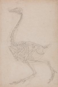 Studie van een vogel, lateraal aanzicht, uit Een vergelijkende anatomische expositie van de structuur van het menselijk lichaam met die van een tijger en een gewone vogel, 1795-1806