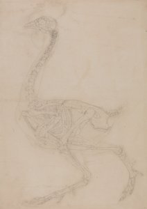 Studie van een vogel, lateraal aanzicht, uit Een vergelijkende anatomische expositie van de structuur van het menselijk lichaam met die van een tijger en een gewone vogel, 1795-1806 door George Stubbs
