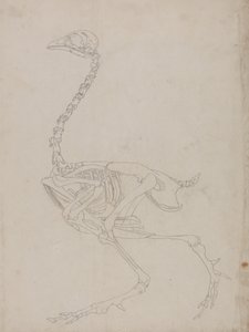 Studie van een vogel, lateraal aanzicht, uit Een vergelijkende anatomische expositie van de structuur van het menselijk lichaam met die van een tijger en een gewone vogel, 1795-1806 door George Stubbs