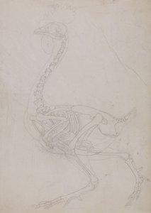 Studie van een vogel, lateraal aanzicht, uit Een vergelijkende anatomische expositie van de structuur van het menselijk lichaam met die van een tijger en een gewone vogel, 1795-1806 door George Stubbs
