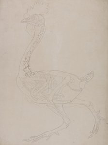 Studie van een vogel, lateraal aanzicht, uit Een vergelijkende anatomische expositie van de structuur van het menselijk lichaam met die van een tijger en een gewone vogel, 1795-1806 door George Stubbs