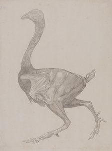 Studie van een Kip, Lateraal Aanzicht, uit Een Vergelijkende Anatomische Expositie van de Structuur van het Menselijk Lichaam met die van een Tijger en een Gewone Kip, 1795-1806 door George Stubbs