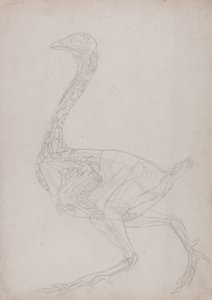 Studie van een Kip, Lateraal Aanzicht, uit Een Vergelijkende Anatomische Expositie van de Structuur van het Menselijk Lichaam met die van een Tijger en een Gewone Kip, 1795-1806 door George Stubbs