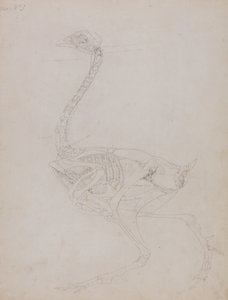Studie van een Kip, Lateraal Aanzicht, uit Een Vergelijkende Anatomische Expositie van de Structuur van het Menselijk Lichaam met die van een Tijger en een Gewone Kip, 1795-1806 door George Stubbs