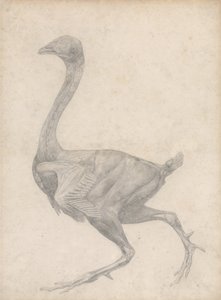 Studie van een Vogel, Laterale Weergave, met huid en onderliggende fasciale lagen verwijderd, uit Een Vergelijkende Anatomische Expositie van de Structuur van het Menselijk Lichaam met die van een Tijger en een Gewone Vogel, 1795