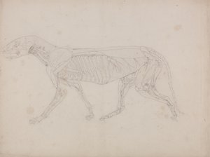 Studie van een Tijger, Laterale Weergave, uit Een Vergelijkende Anatomische Expositie van de Structuur van het Menselijk Lichaam met die van een Tijger en een Gewone Vogel, c.1795-1806