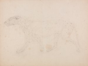 Studie van een Tijger, Laterale Weergave, uit Een Vergelijkende Anatomische Expositie van de Structuur van het Menselijk Lichaam met die van een Tijger en een Gewone Vogel, 1795-1806 door George Stubbs