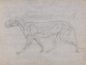 Studie van een Tijger, Laterale Weergave, uit Een Vergelijkende Anatomische Expositie van de Structuur van het Menselijk Lichaam met die van een Tijger en een Gewone Vogel, 1795-1806 door George Stubbs