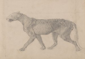 Studie van een tijger, lateraal aanzicht, uit Een vergelijkende anatomische expositie van de structuur van het menselijk lichaam met die van een tijger en een gewone vogel, 1795-1806 door George Stubbs