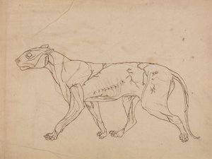 Studie van een tijger, lateraal aanzicht, uit Een vergelijkende anatomische expositie van de structuur van het menselijk lichaam met die van een tijger en een gewone vogel, 1795-1806
