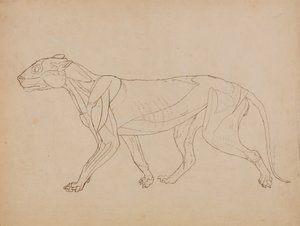 Studie van een tijger, lateraal aanzicht, uit Een vergelijkende anatomische expositie van de structuur van het menselijk lichaam met die van een tijger en een gewone vogel, 1795-1806 door George Stubbs