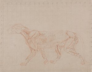 Studie van een tijger, lateraal aanzicht, uit Een vergelijkende anatomische expositie van de structuur van het menselijk lichaam met die van een tijger en een gewone vogel, 1795-1806 door George Stubbs