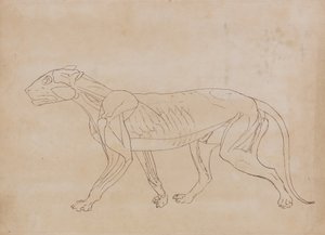 Studie van een tijger, lateraal aanzicht, uit Een vergelijkende anatomische expositie van de structuur van het menselijk lichaam met die van een tijger en een gewone vogel, 1795-1806