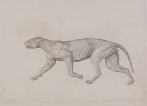 Studie van een tijger, lateraal aanzicht, uit Een vergelijkende anatomische expositie van de structuur van het menselijk lichaam met die van een tijger en een gewone vogel, 1795-1806 door George Stubbs