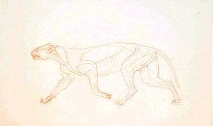 Studie van een tijger, lateraal aanzicht, uit Een vergelijkende anatomische expositie van de structuur van het menselijk lichaam met die van een tijger en een gewone vogel, 1795-1806
