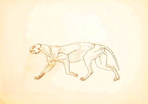 Studie van een tijger, lateraal aanzicht, uit Een vergelijkende anatomische expositie van de structuur van het menselijk lichaam met die van een tijger en een gewone vogel, 1795-1806