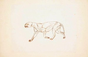 Studie van een tijger, lateraal aanzicht, uit Een vergelijkende anatomische expositie van de structuur van het menselijk lichaam met die van een tijger en een gewone vogel, 1795-1806