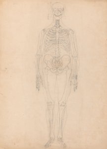 Studie van het Menselijk Lichaam, Anterieure Weergave, Diagram voor Sleutel naar Tabel I, uit Een Vergelijkende Anatomische Expositie van de Structuur van het Menselijk Lichaam met die van een Tijger en een Gewone Vogel, c.1795-1806