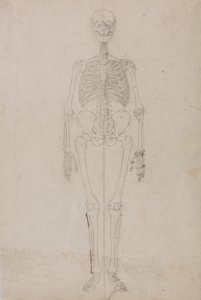 Studie van het menselijk lichaam, vooraanzicht, uit Een Vergelijkende Anatomische Expositie van de Structuur van het Menselijk Lichaam met die van een Tijger en een Gewone Vogel, c.1795-1806 door George Stubbs