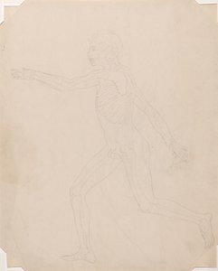Studie van het Menselijk Lichaam, Laterale Weergave, uit Een Vergelijkende Anatomische Expositie van de Structuur van het Menselijk Lichaam met die van een Tijger en een Gewone Vogel, c.1795-1806 door George Stubbs