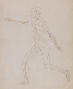 Studie van het menselijk lichaam, zijaanzicht, uit Een Vergelijkende Anatomische Expositie van de Structuur van het Menselijk Lichaam met die van een Tijger en een Gewone Vogel, c.1795-1806 door George Stubbs