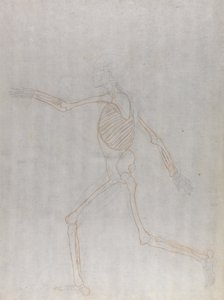 Studie van het Menselijk Lichaam, Laterale Weergave, uit Een Vergelijkende Anatomische Expositie van de Structuur van het Menselijk Lichaam met die van een Tijger en een Gewone Vogel, 1795-1806 door George Stubbs