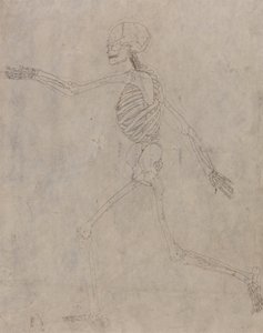 Studie van het Menselijk Lichaam, Laterale Weergave, uit Een Vergelijkende Anatomische Expositie van de Structuur van het Menselijk Lichaam met die van een Tijger en een Gewone Vogel, 1795-1806 door George Stubbs