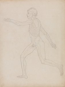 Studie van het Menselijk Lichaam, Laterale Weergave, uit A Comparative Anatomical Exposition of the Structure of the Human Body with that of a Tiger and a Common Fowl, 1795-1806 door George Stubbs
