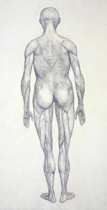 Studie van het menselijk lichaam, achteraanzicht, uit Een Vergelijkende Anatomische Expositie van de Structuur van het Menselijk Lichaam met die van een Tijger en een Gewone Vogel, c.1795-1806