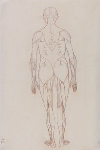 Studie van het menselijk lichaam, achteraanzicht, uit Een Vergelijkende Anatomische Expositie van de Structuur van het Menselijk Lichaam met die van een Tijger en een Gewone Vogel, c.1795-1806 door George Stubbs