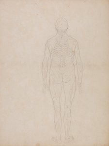 Studie van het menselijk lichaam, achteraanzicht, uit Een Vergelijkende Anatomische Expositie van de Structuur van het Menselijk Lichaam met die van een Tijger en een Gewone Vogel, c.1795-1806