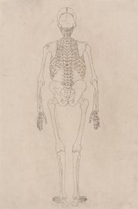 Studie van het Menselijk Lichaam, Posterieure Weergave, uit Een Vergelijkende Anatomische Expositie van de Structuur van het Menselijk Lichaam met die van een Tijger en een Gewone Vogel, c.1795-1806