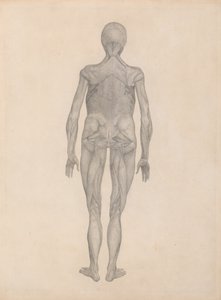Studie van het Menselijk Lichaam, Posterieure Weergave, met huid en onderliggende fasciale weefsels verwijderd, uit Een Vergelijkende Anatomische Expositie van de Structuur van het Menselijk Lichaam met die van een Tijger en een Gewone Vogel door George Stubbs