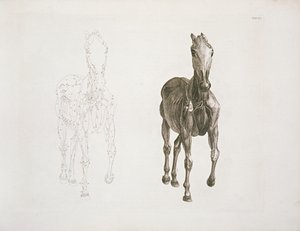 Tab. VIII, uit 